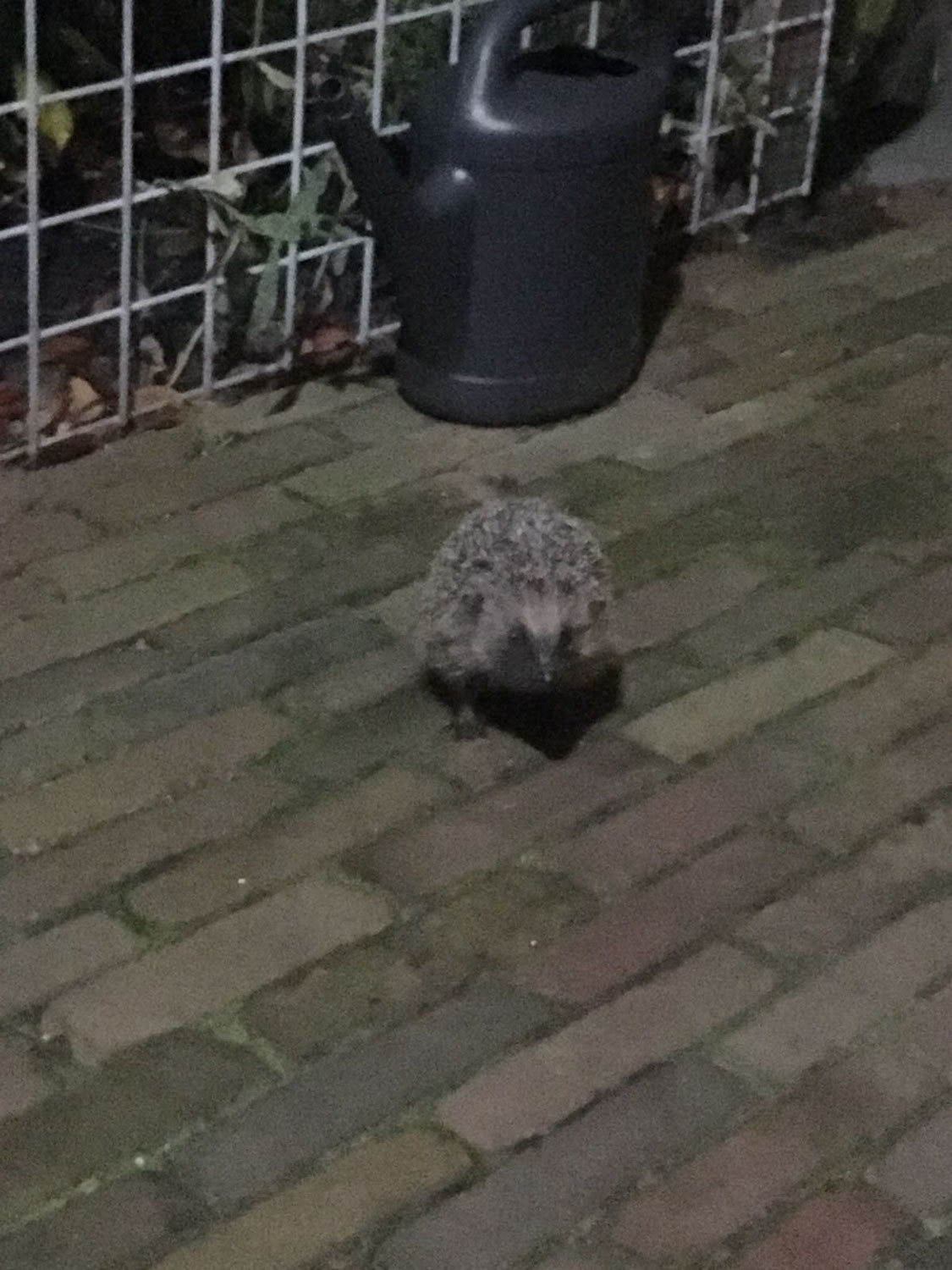 Een onverwachte bezoeker