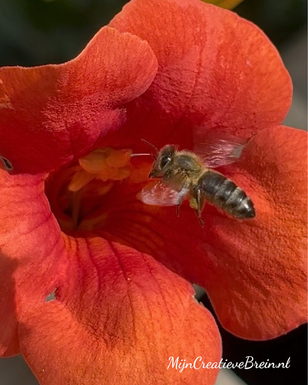 Strijd om de bloem
