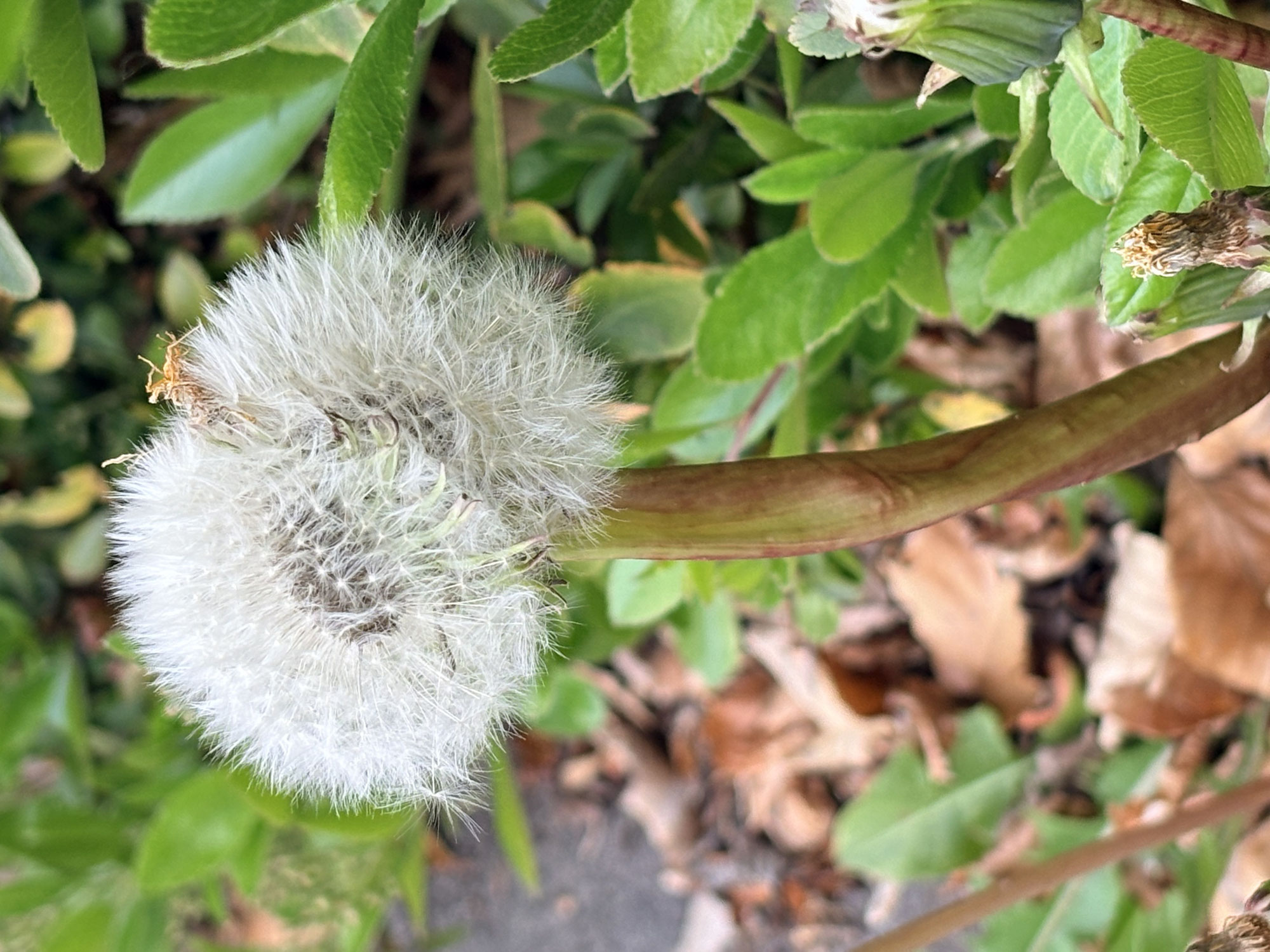 Dubbele paardenbloem met hartvorm