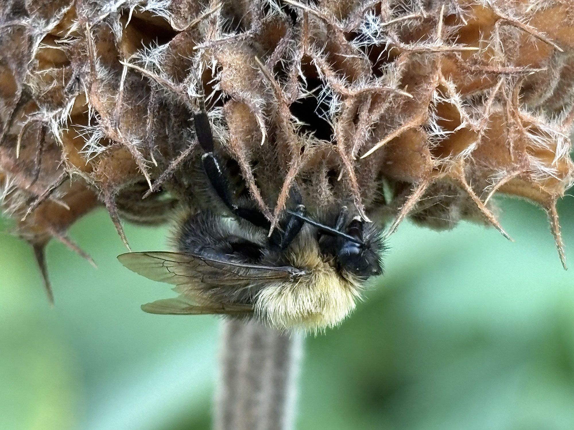 Behaard ontmoet behaard, Bombus onder brandkruid