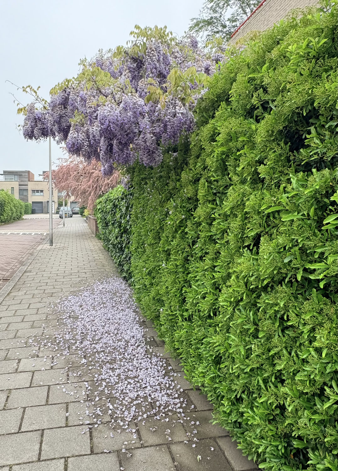Teken van de blauwe regen