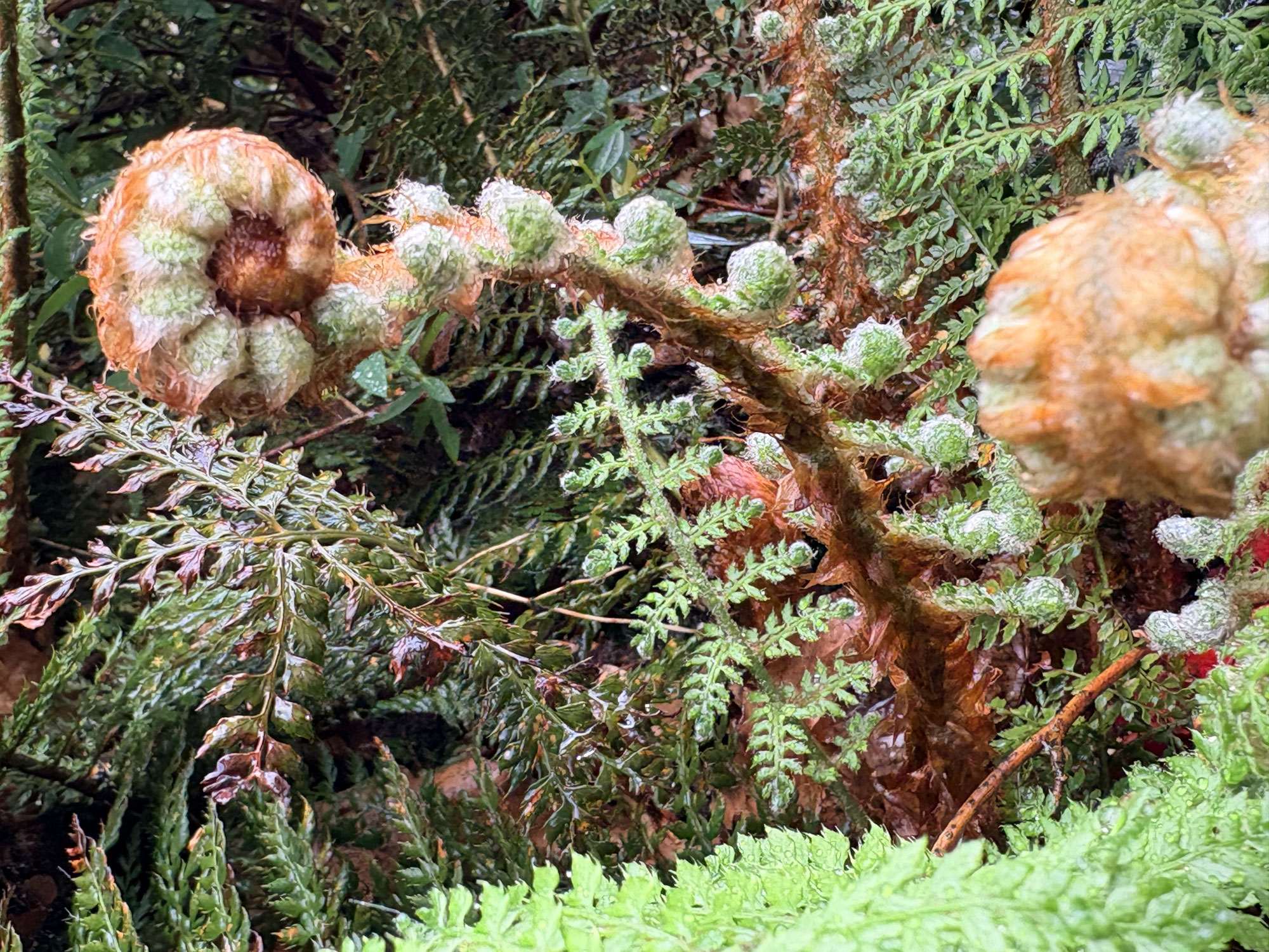 Octopussie in het groen