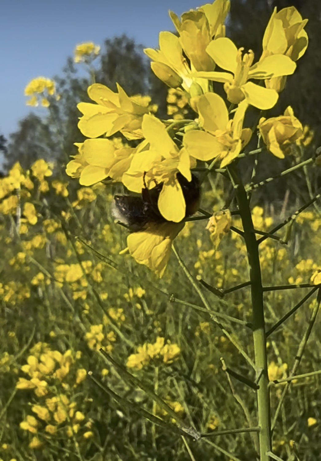De pauze-hommel
