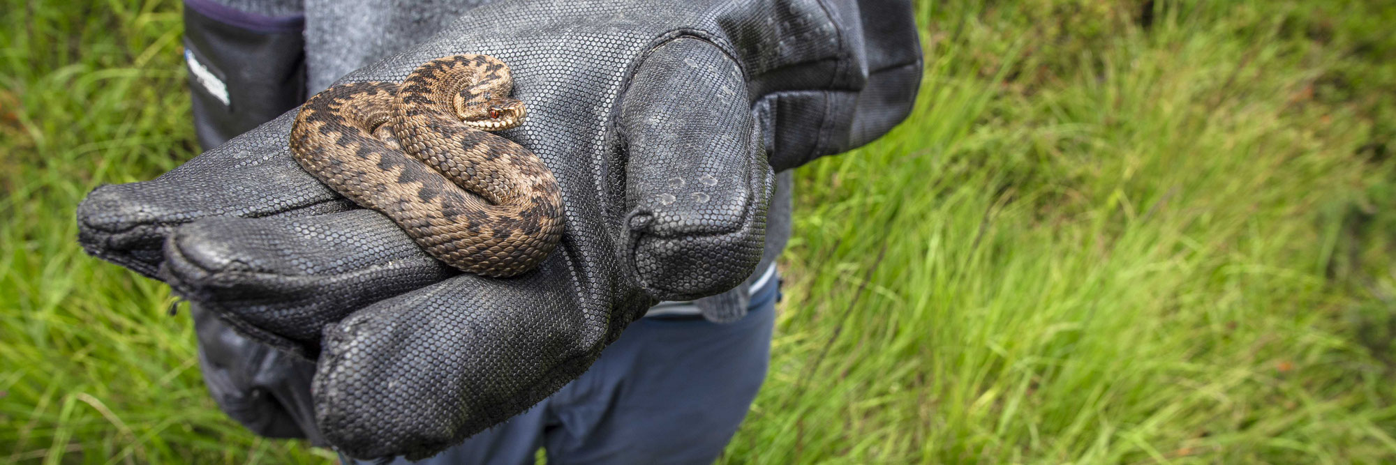 Isolated adders