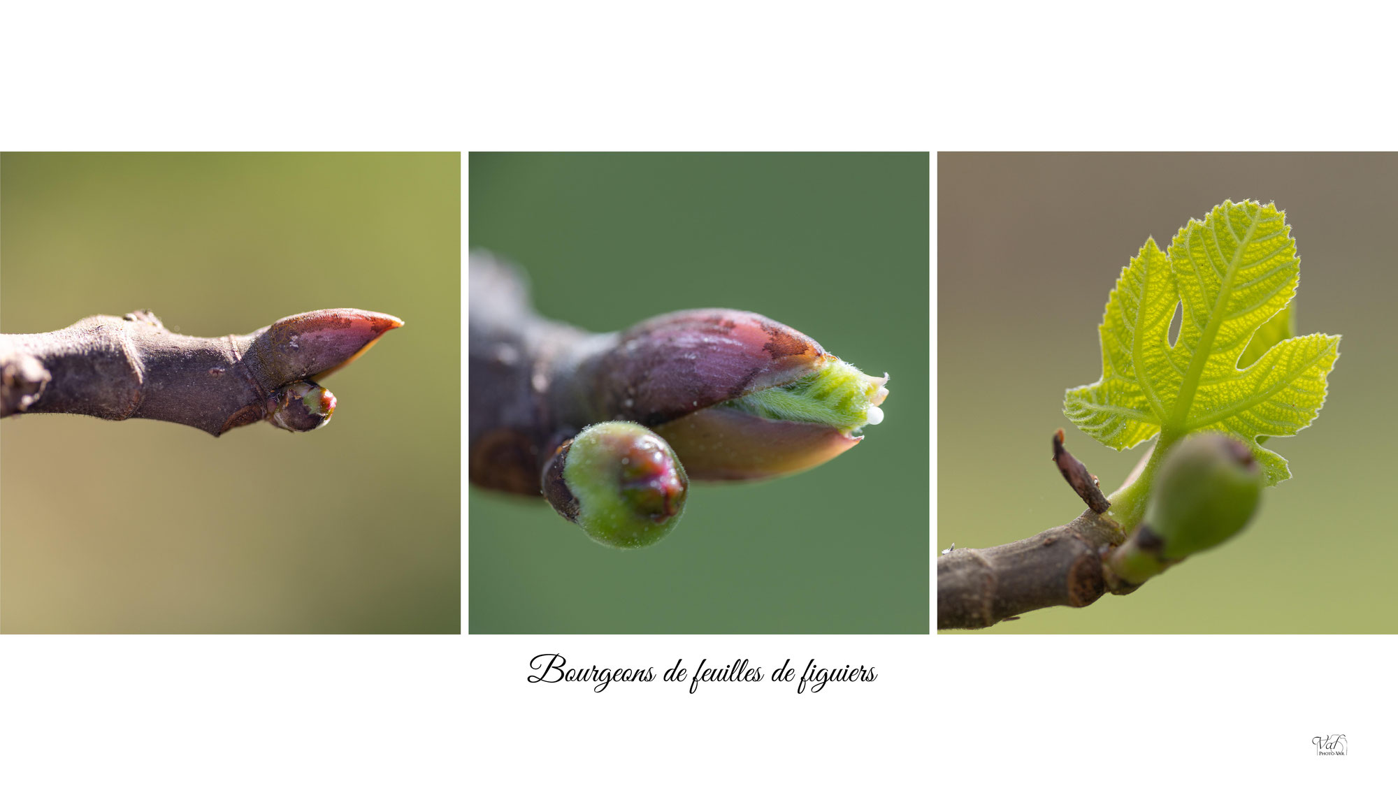 Le renouveau des feuilles de figuiers