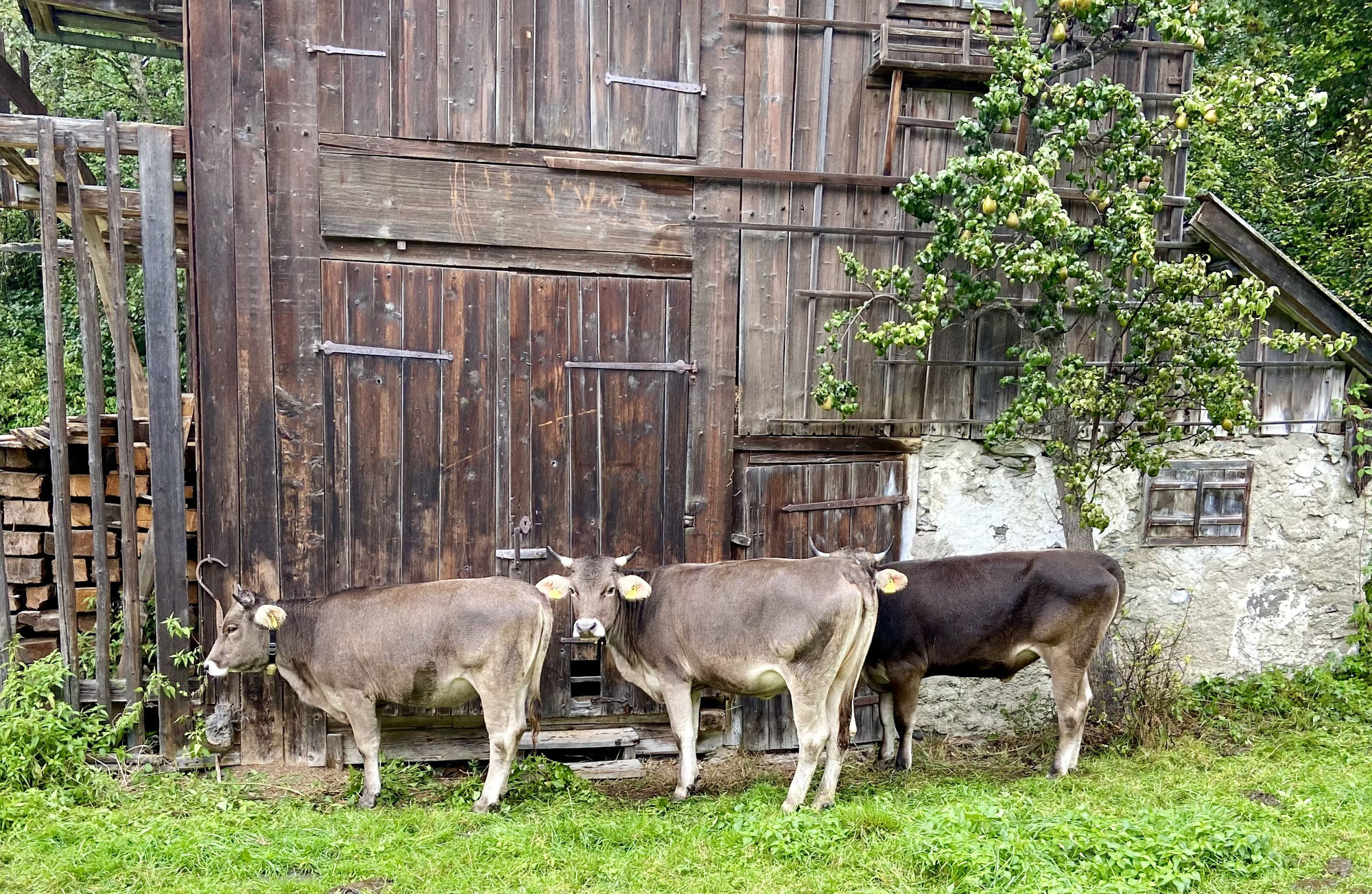 Tirol: Days in between