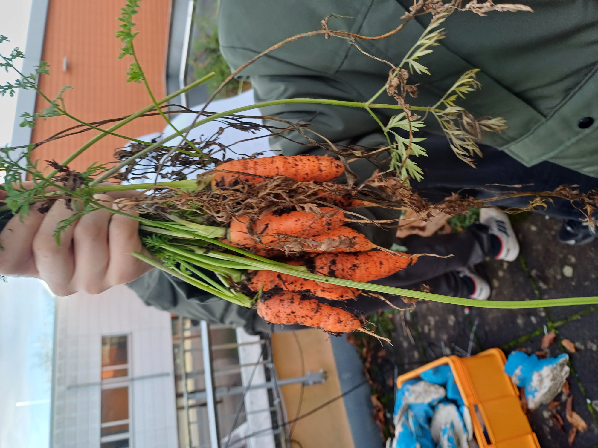 Letzte Ernte vor dem Winter: Kohlrabi & Möhren aus unseren Hochbeeten
