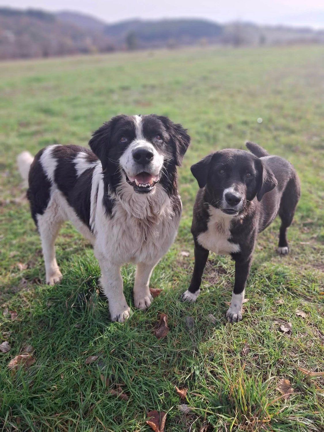 Mechi - ein ganz besonderer Straßenhund