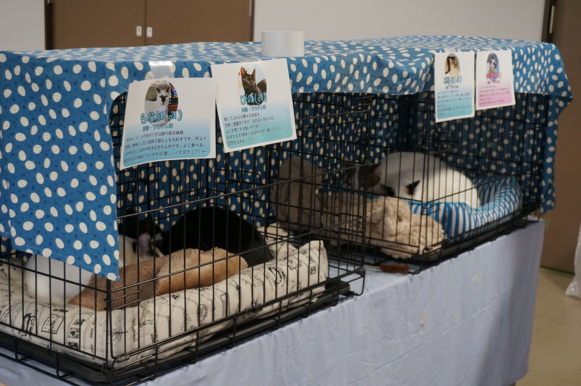 【岩国にゃんこらいふ】保護猫譲渡会等のお手伝い