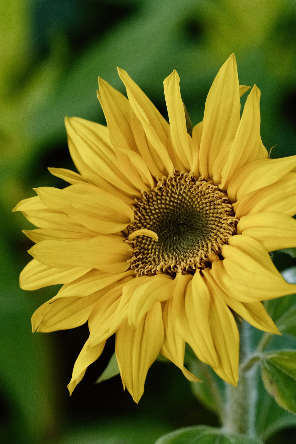 Sonnenblumen im November