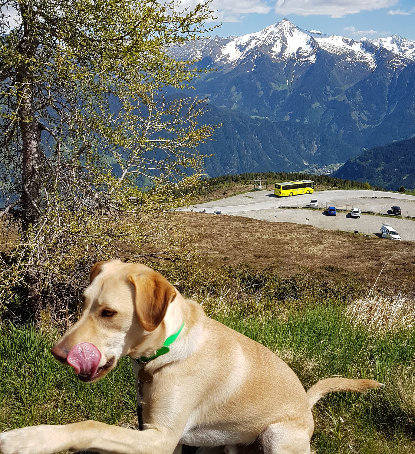 Chaos, Köter, Krisenmodus