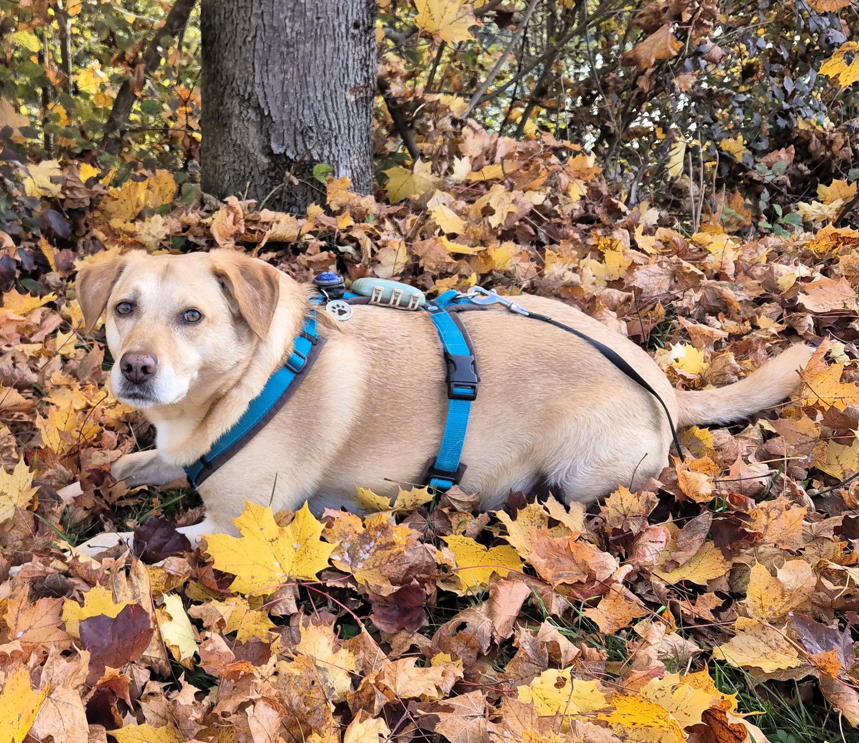 Mama kann nicht genug Herbst bekommen