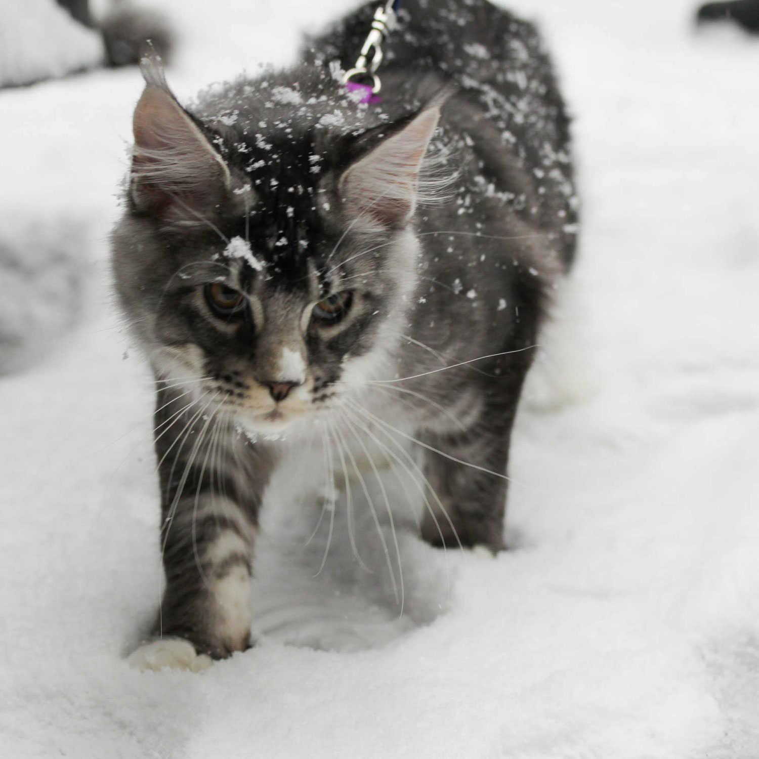 Literary Cats, in The Stalker