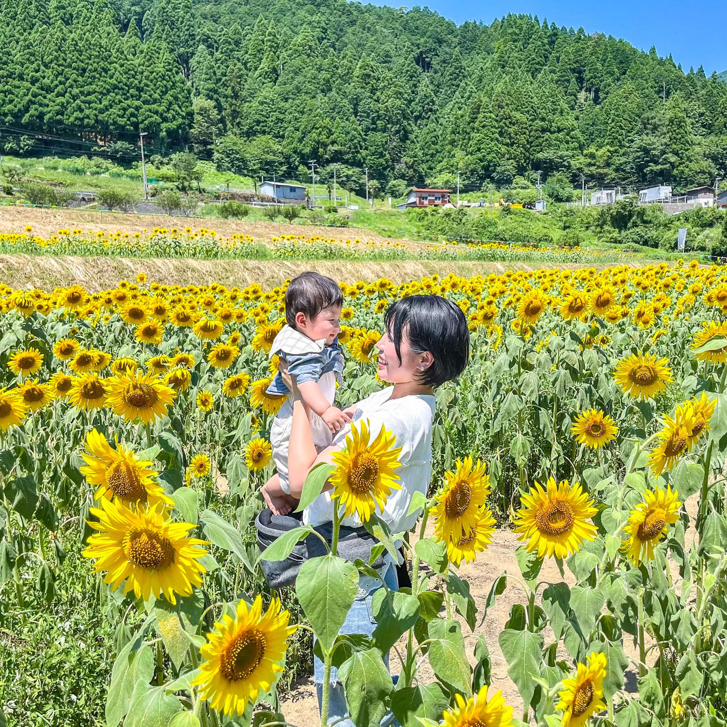 ひまわり迷路づくり