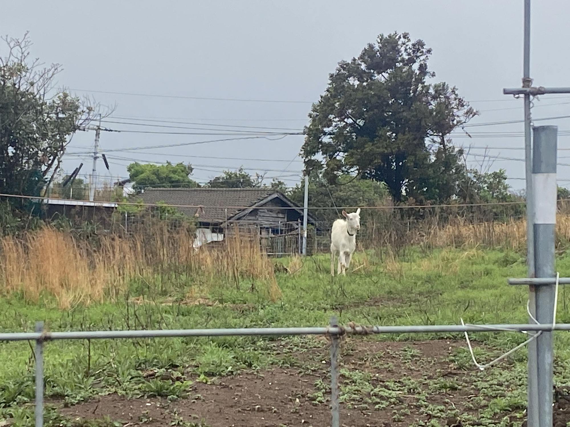 【小川島】えっ？☆