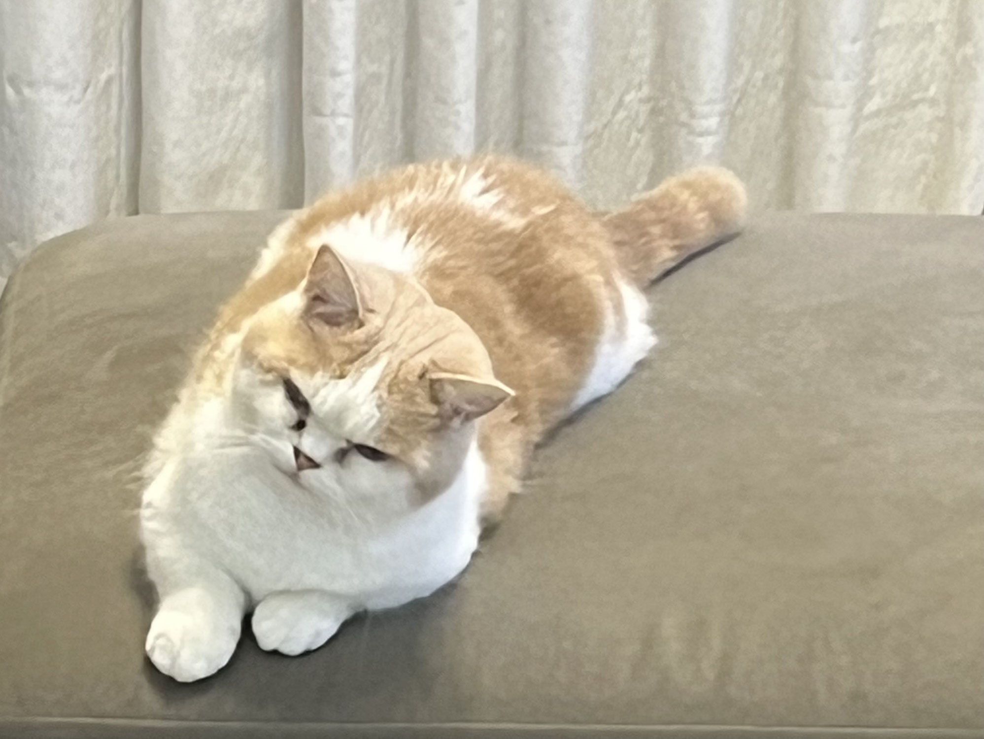 世界猫の日