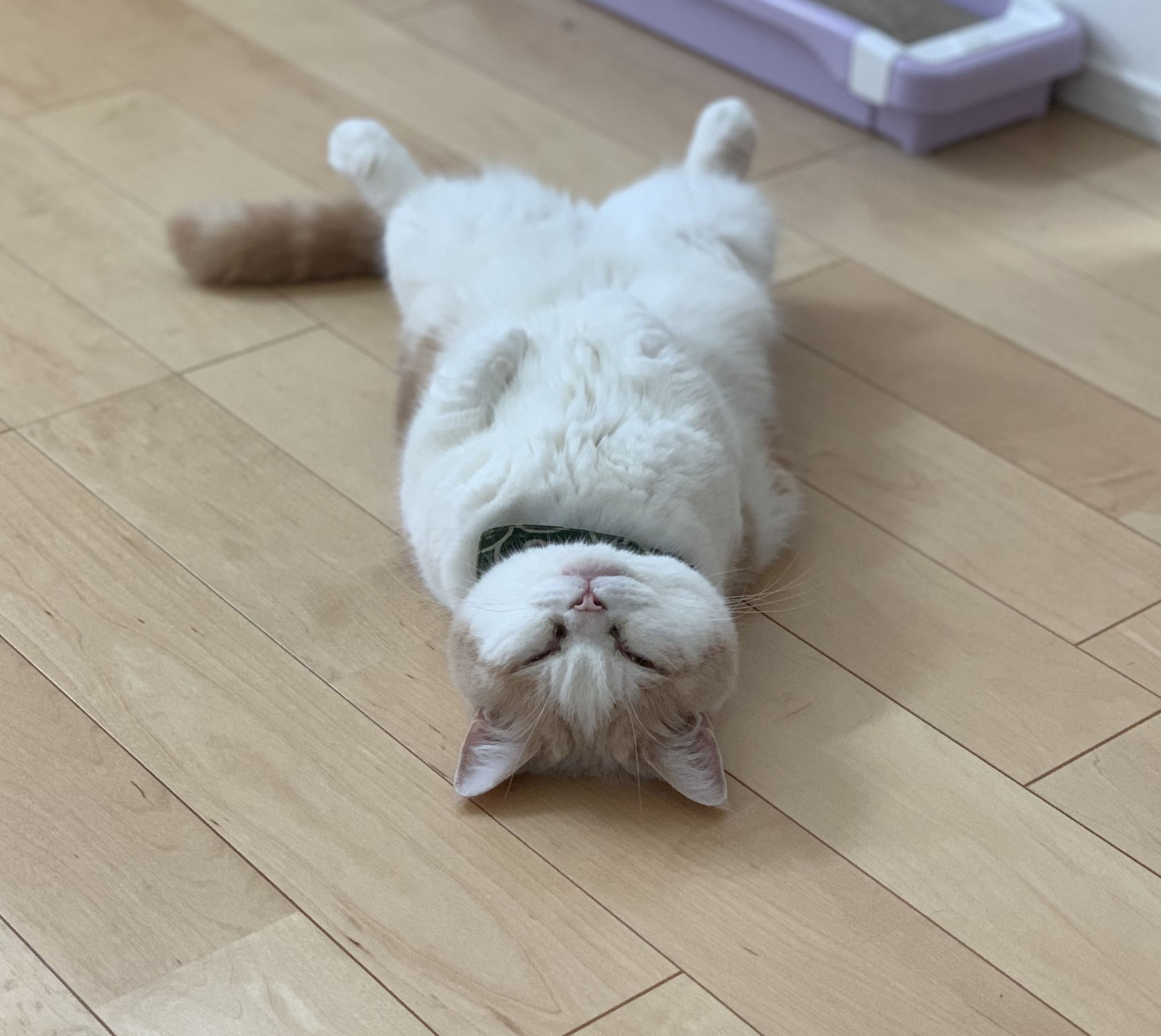 ブルーライトとは？