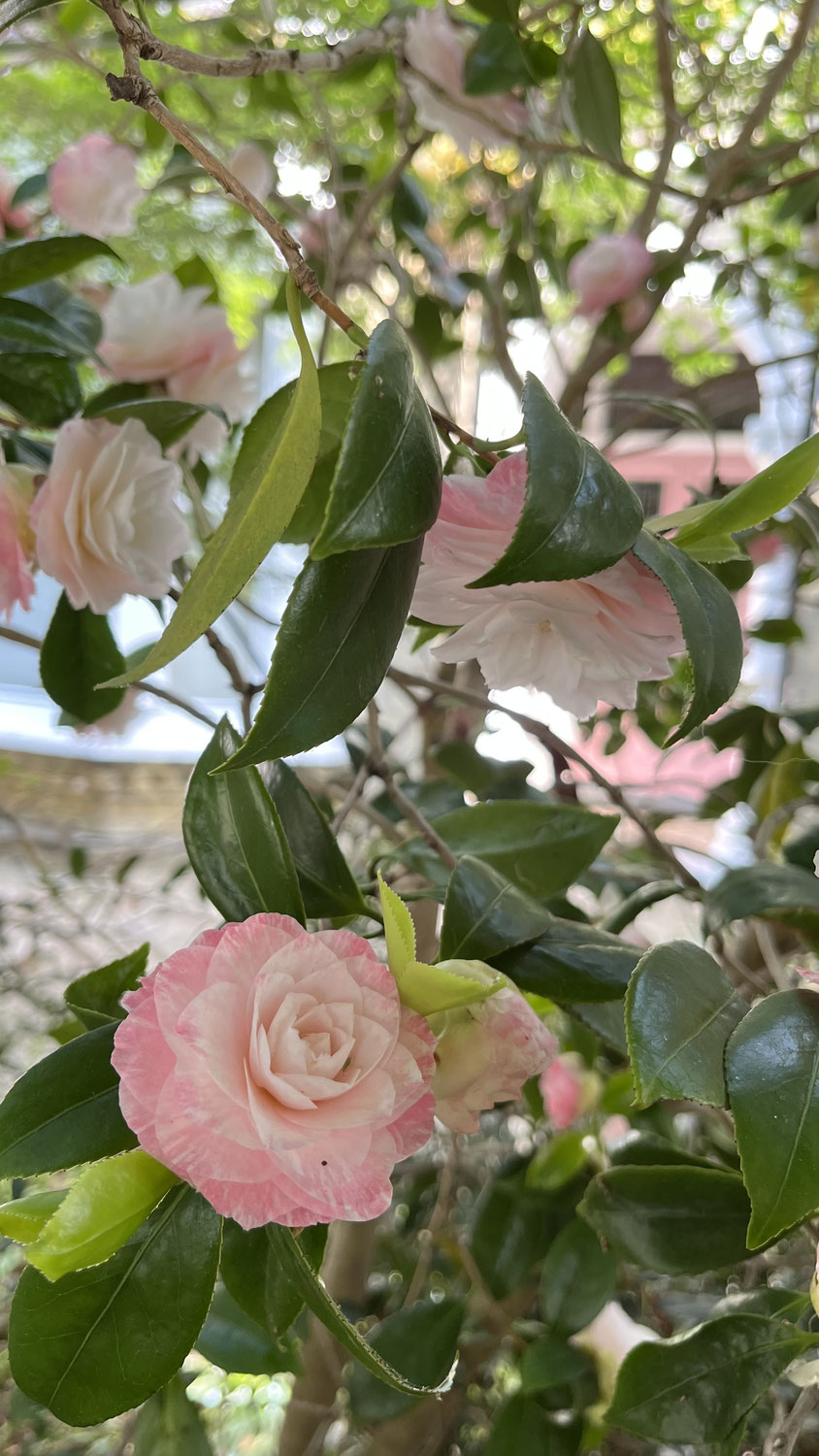 Der botanische Garten und königliche Unterhosen