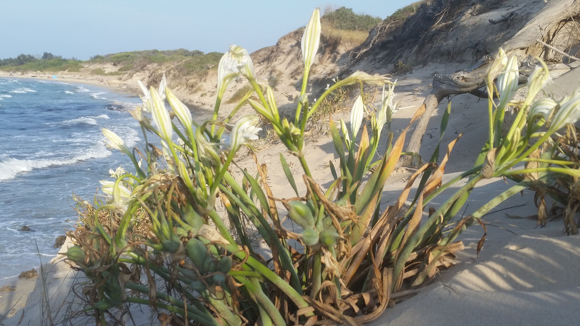 Naturist beaches Italy