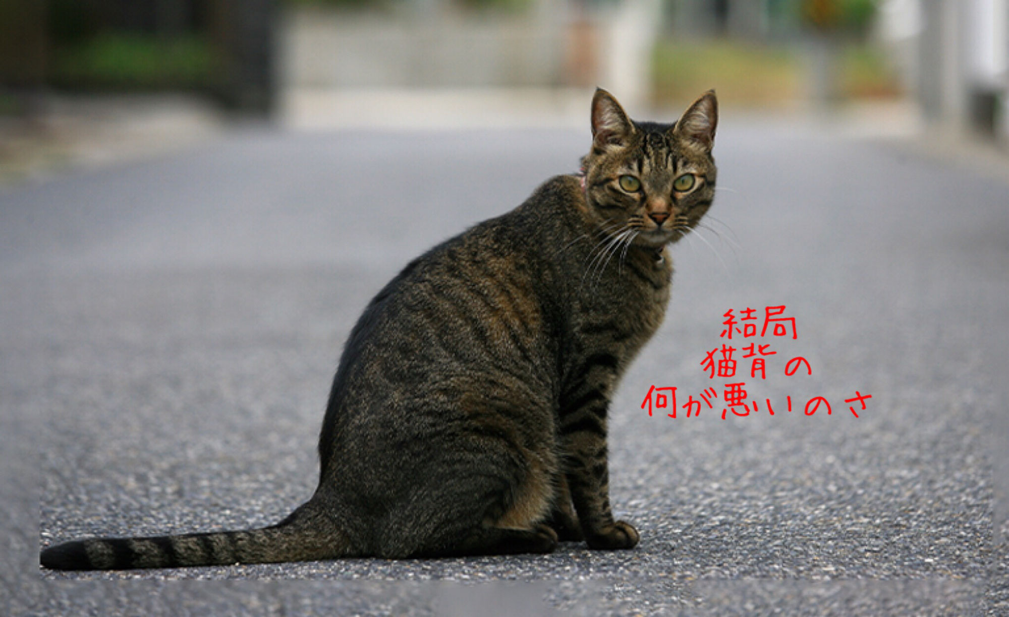 だから、結局猫背で何が悪いのよ！