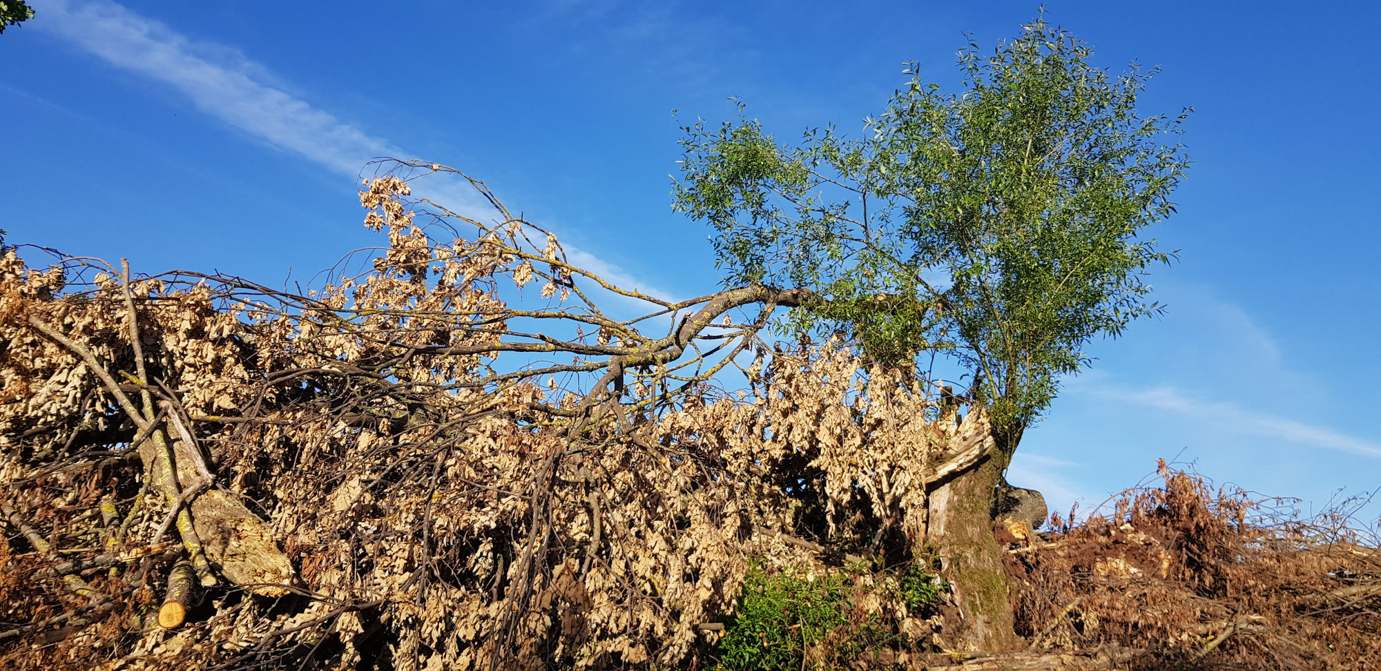 Lied der Alten Weide