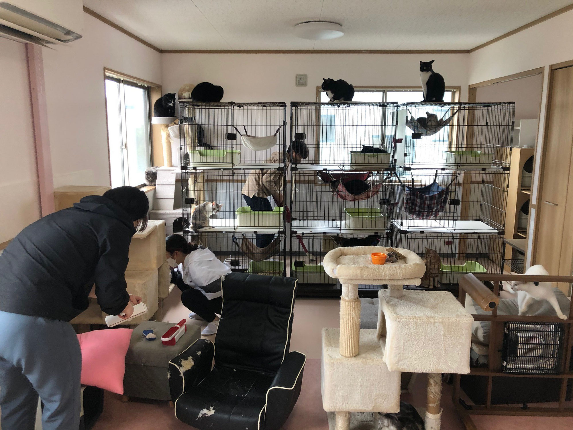 トピックス 千葉科学大学危機管理学部動物危機管理学科 トピックス 千葉科学大学危機管理学部動物危機管理学科