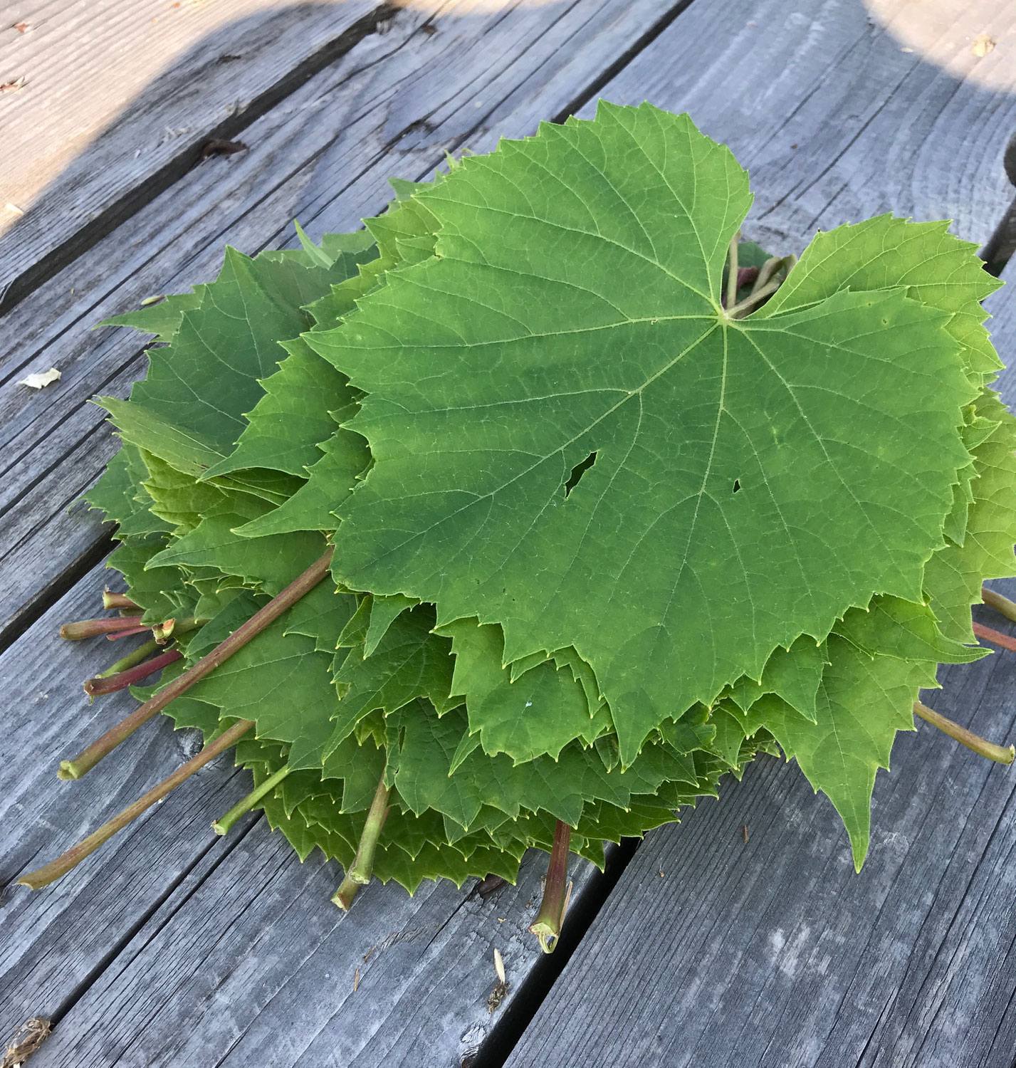 Gefüllte Weinblätter