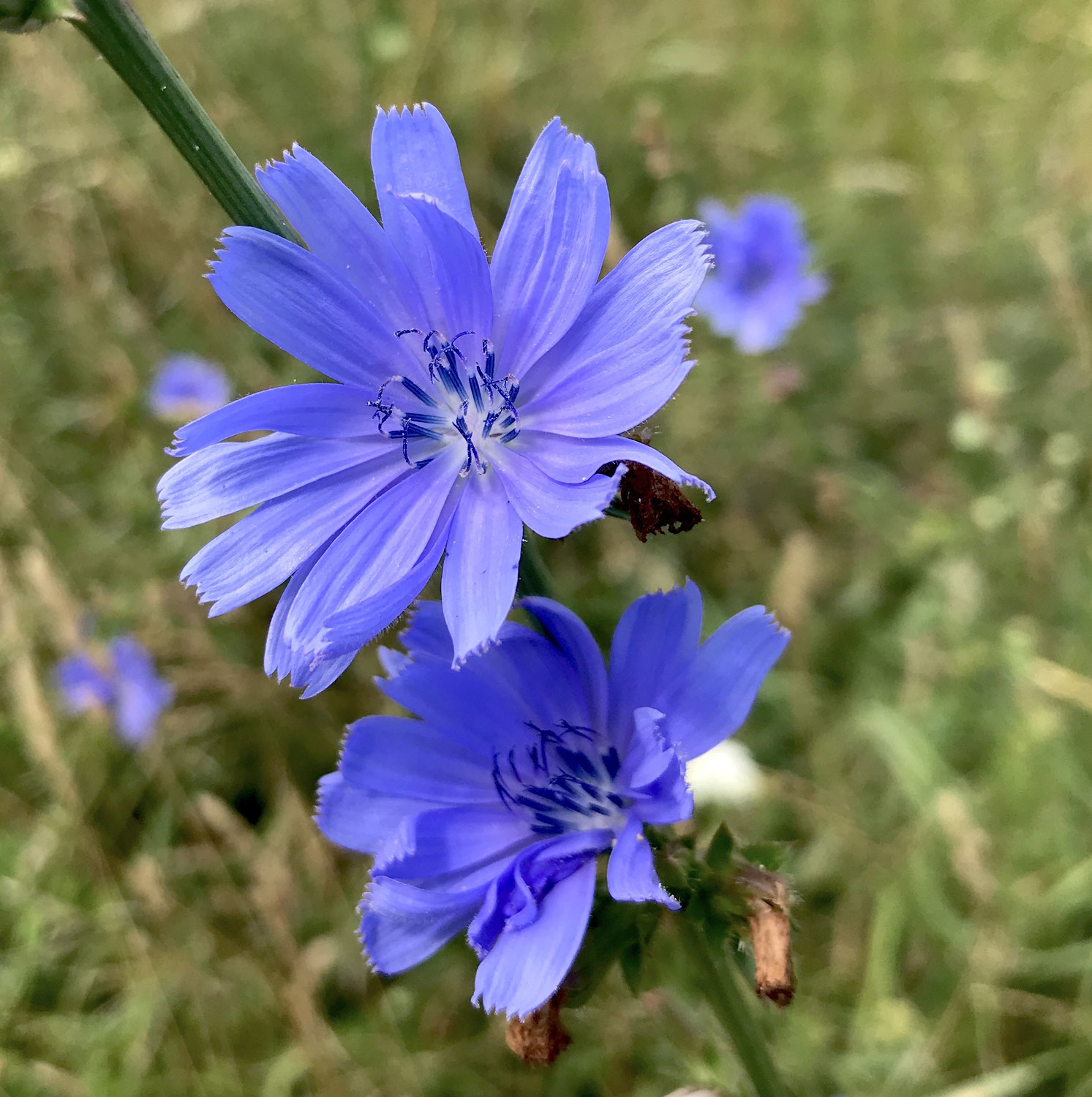 Die Wegwarte – die himmelblaue Heilerin am Wegesrand