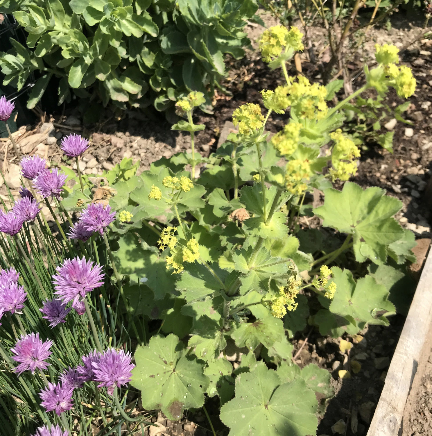 Gartenrundgang Mai