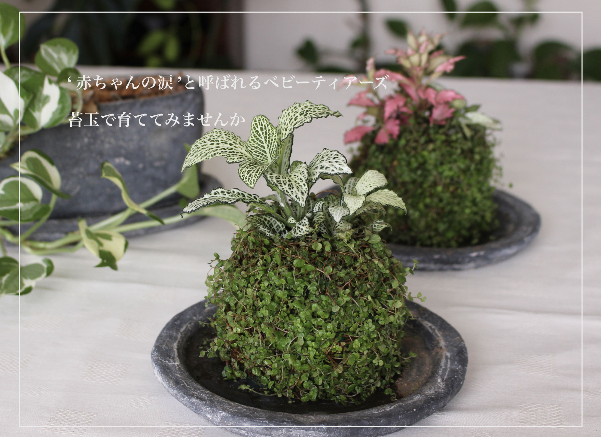 Baby Tears Moss Ball Workshop in Tokyo 2025