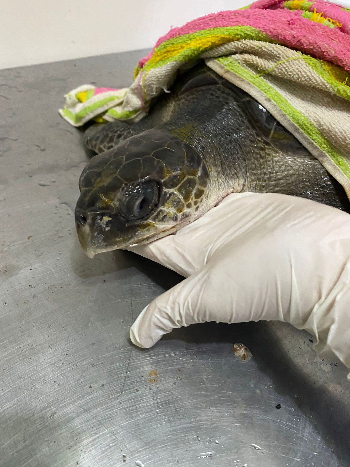 Turtle rescue and plastic Struggle