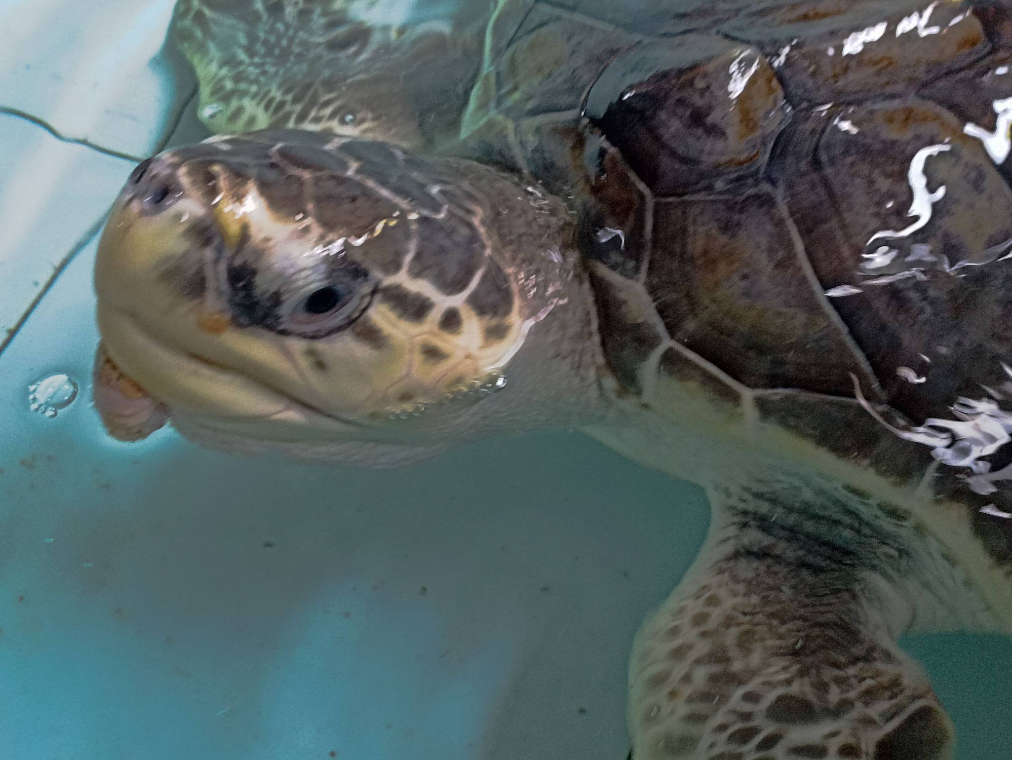 Olive ridley on Migration in Bali