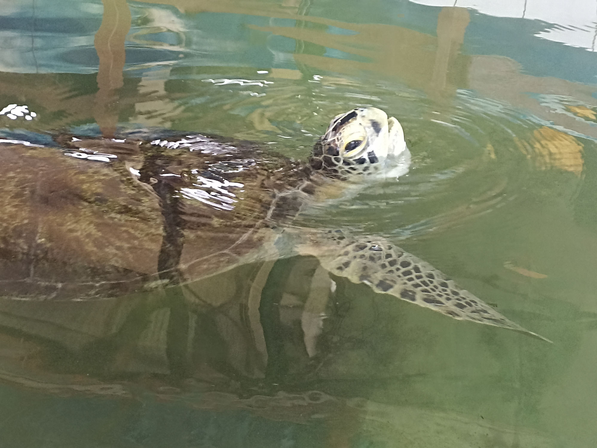 Can Turtle Breath Underwater