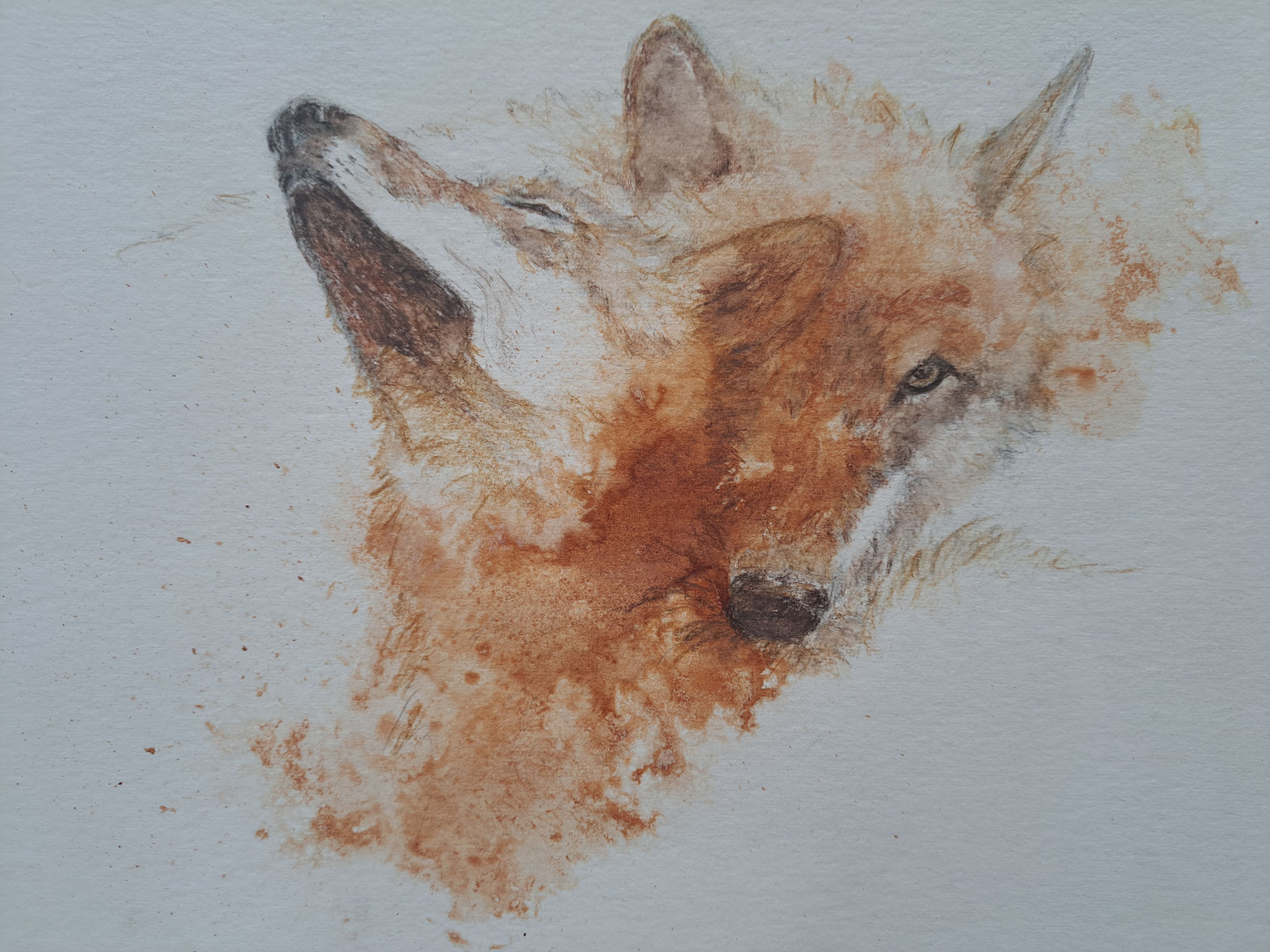 Vie de loup