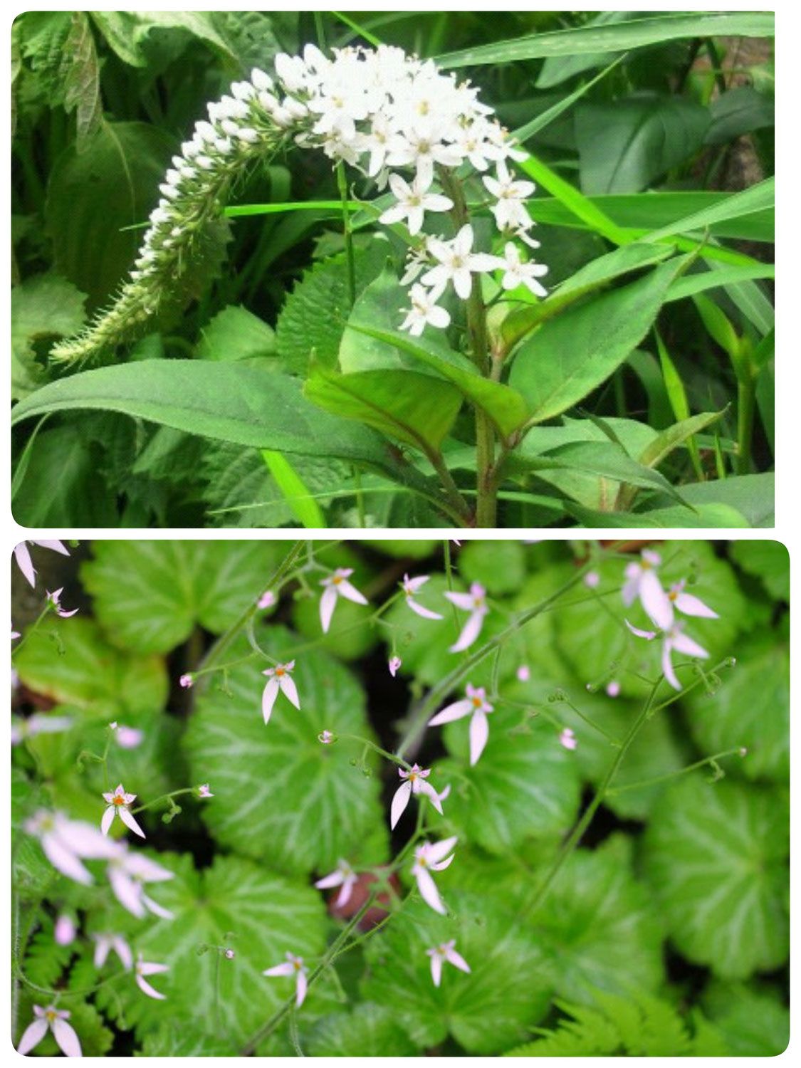 寅の名の植物