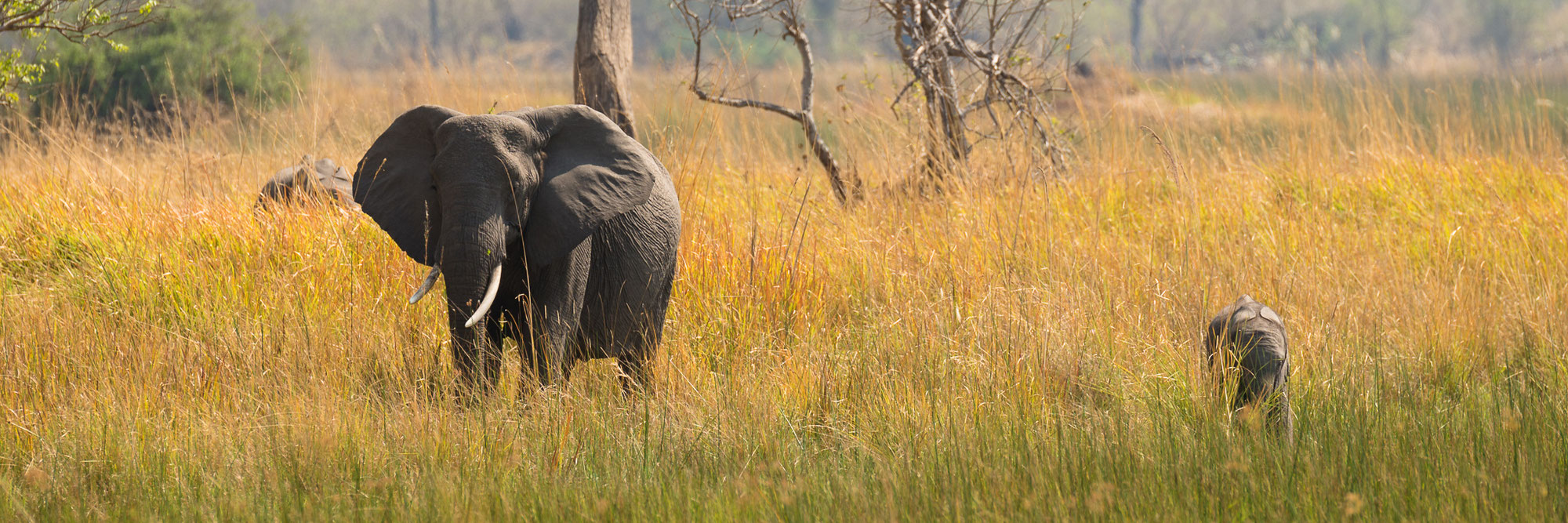 overlanding bush walk botswana - okavango delta