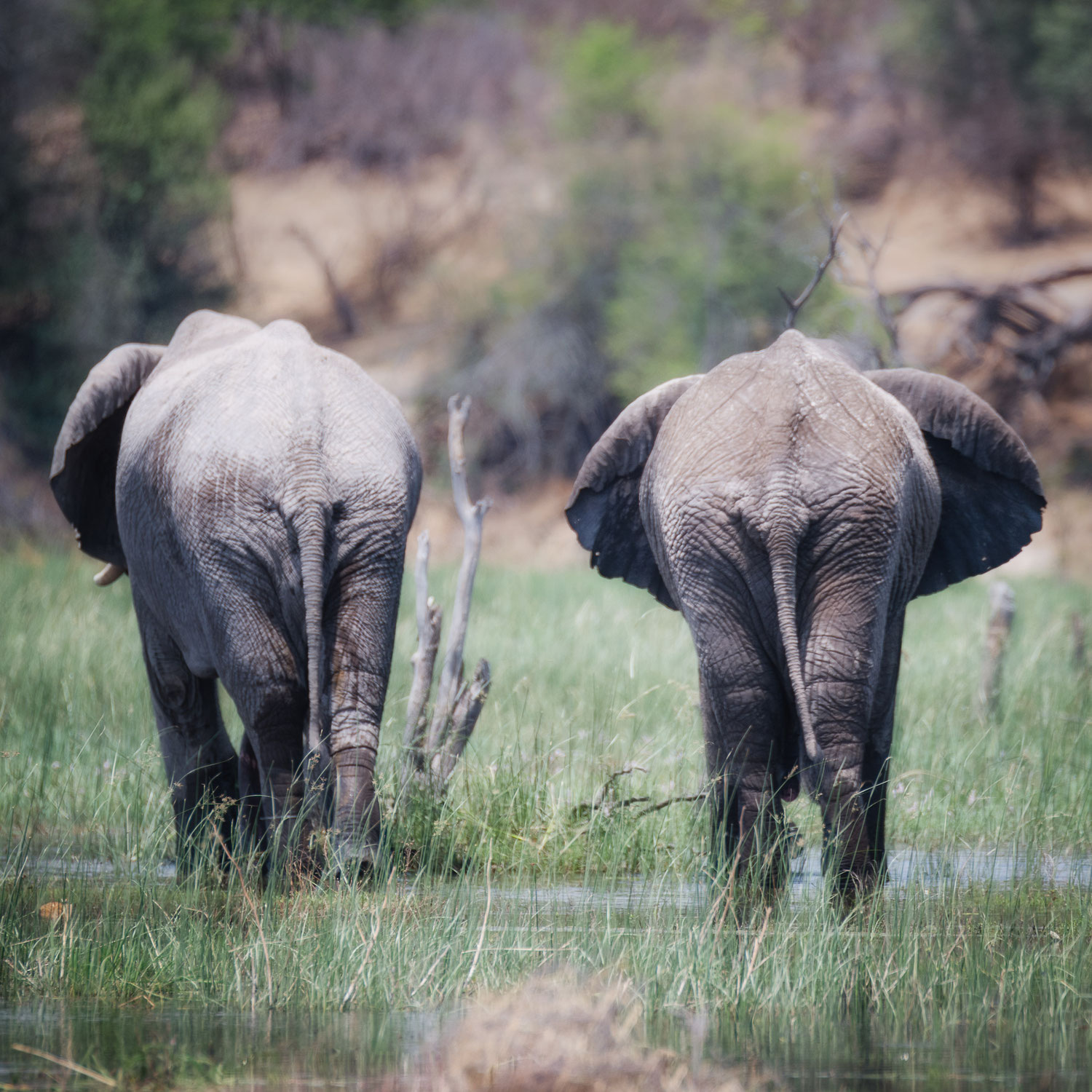 overlanding rundreise botswana makgadikgadi nationalpark - ein geheimtipp in botswana