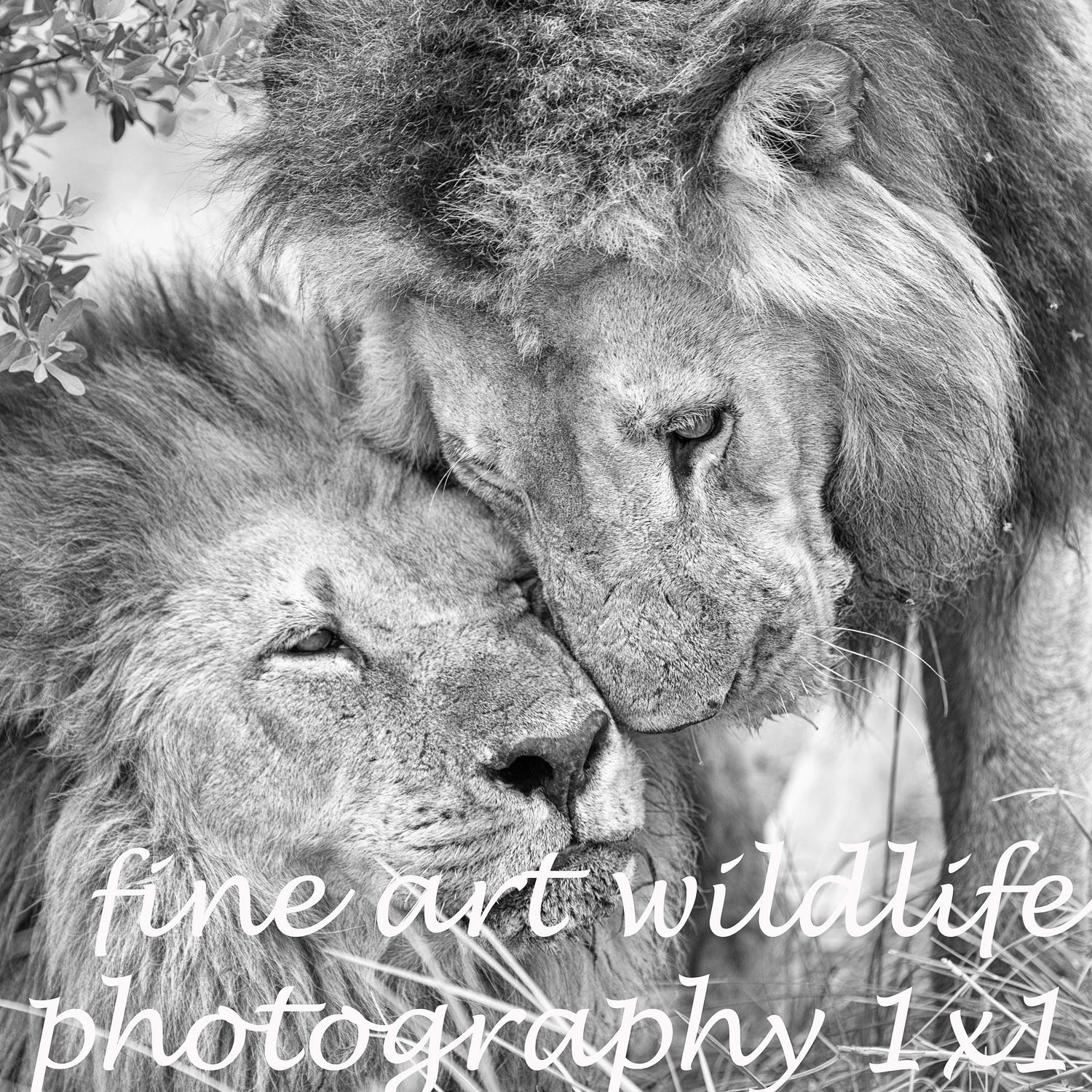 fine art wildlife photography