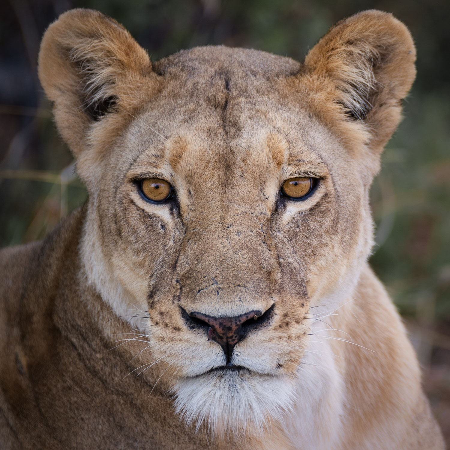 reisebericht rundreise botswana khwai konzession - eines der wildlife reservate in botswana