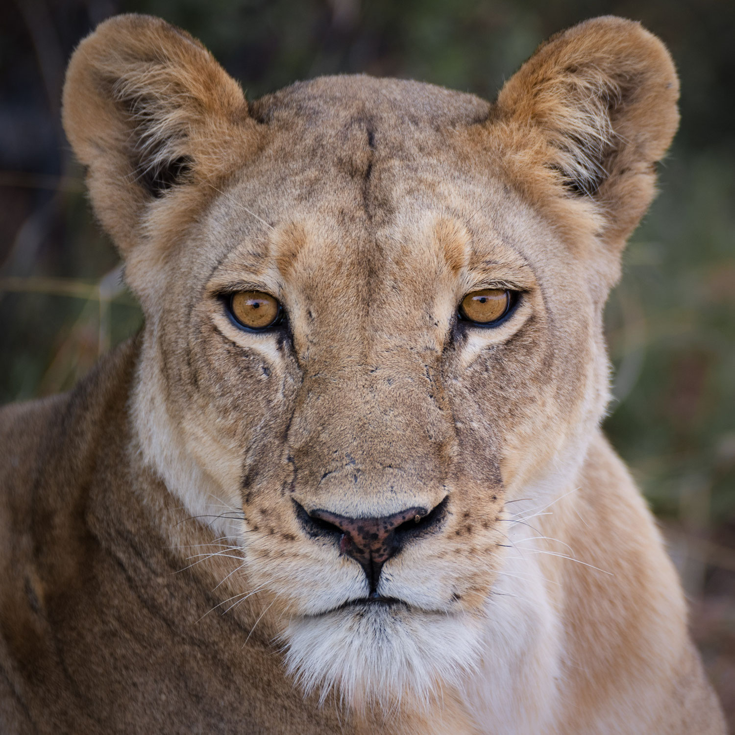 overlanding rundreise botswana khwai konzession - eines der wildlife reservate in botswana