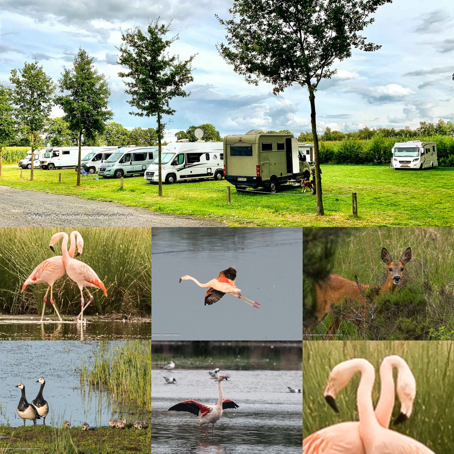 Freilebende Flamingos in Deutschland