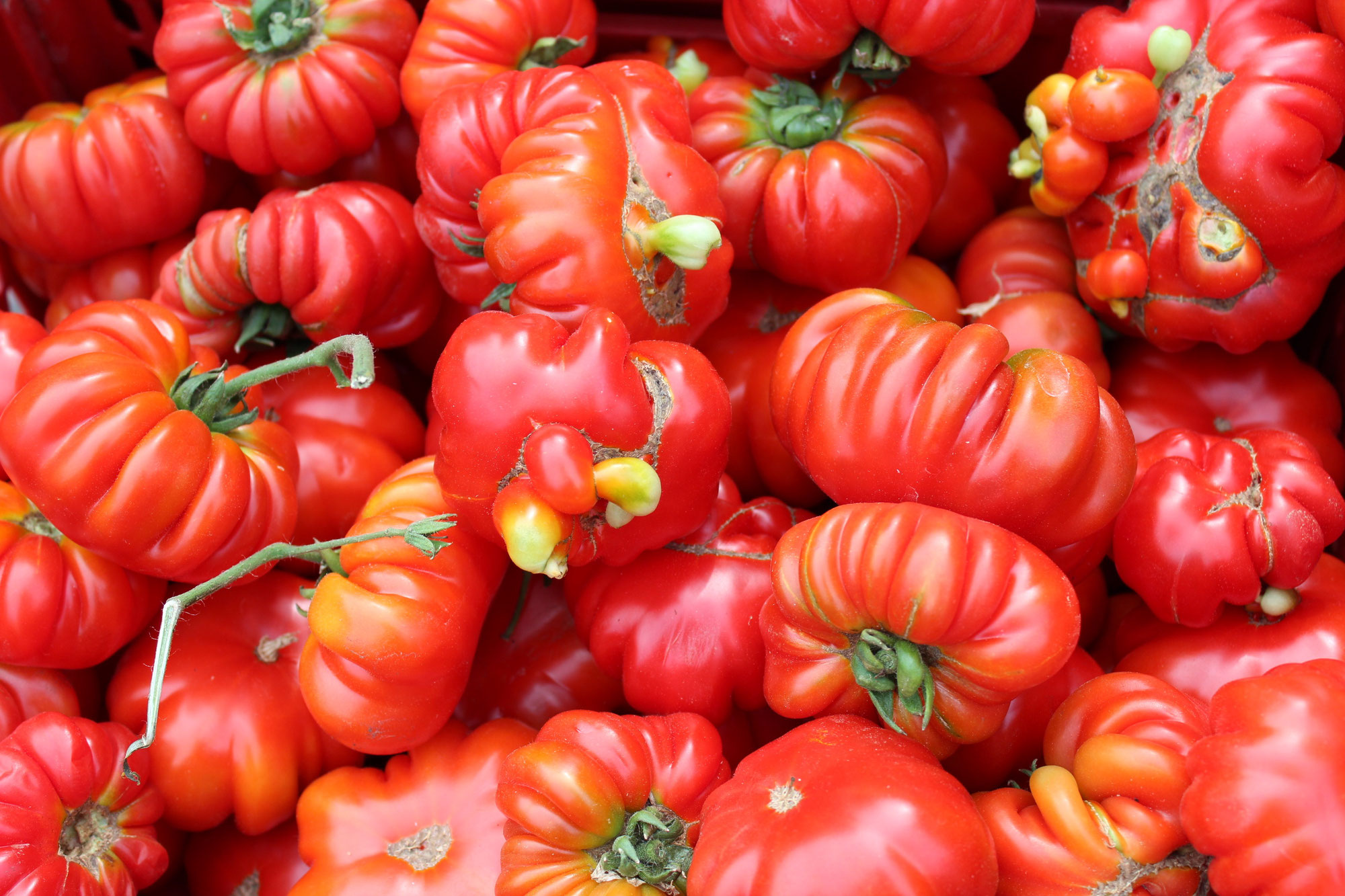 Discovering Pomodoro: A Symbol of Flavor and Tradition in Italy