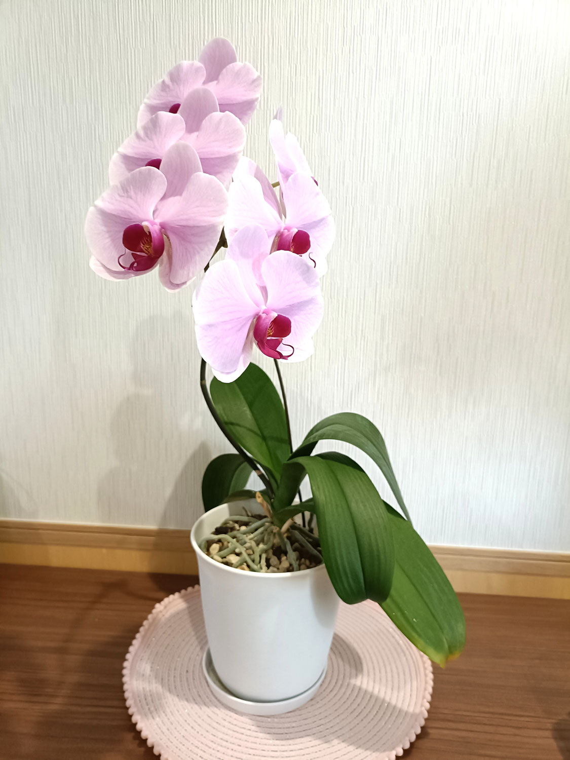 蘭満開