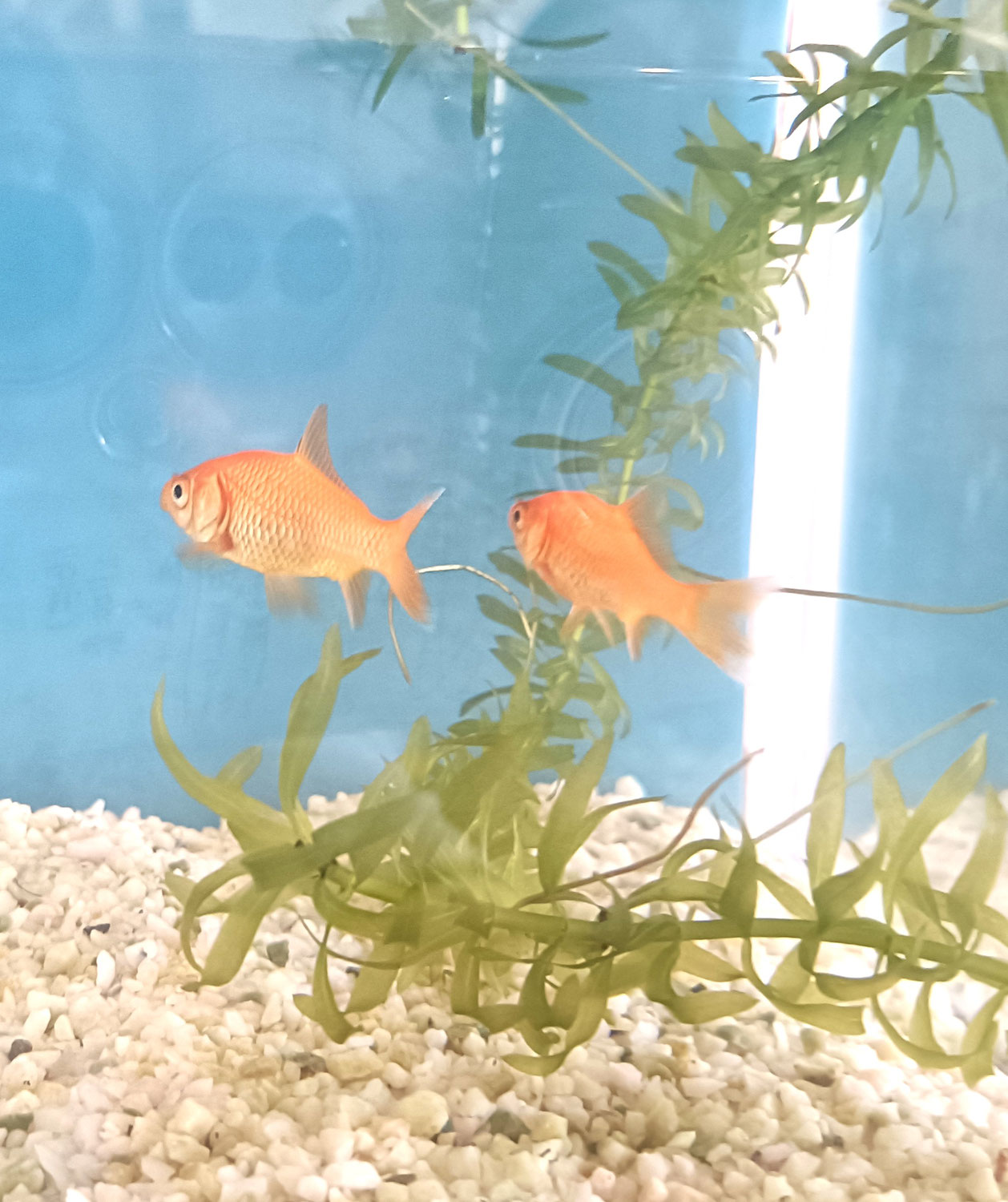 金魚の仲間入り！