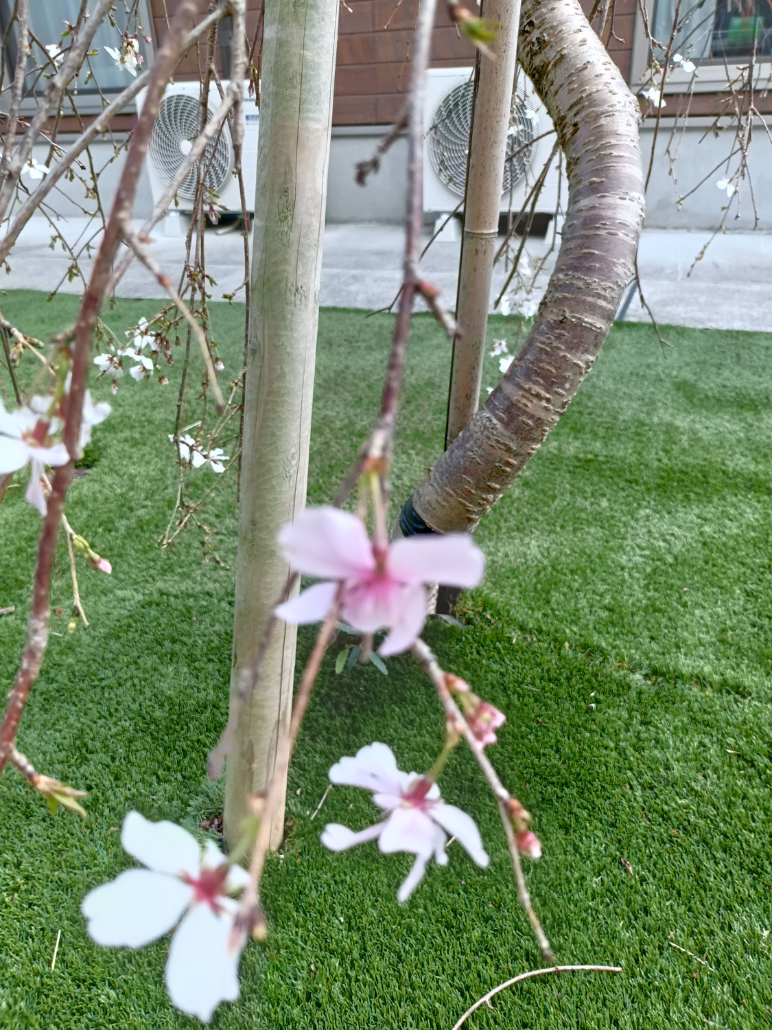 桜の開花宣言！