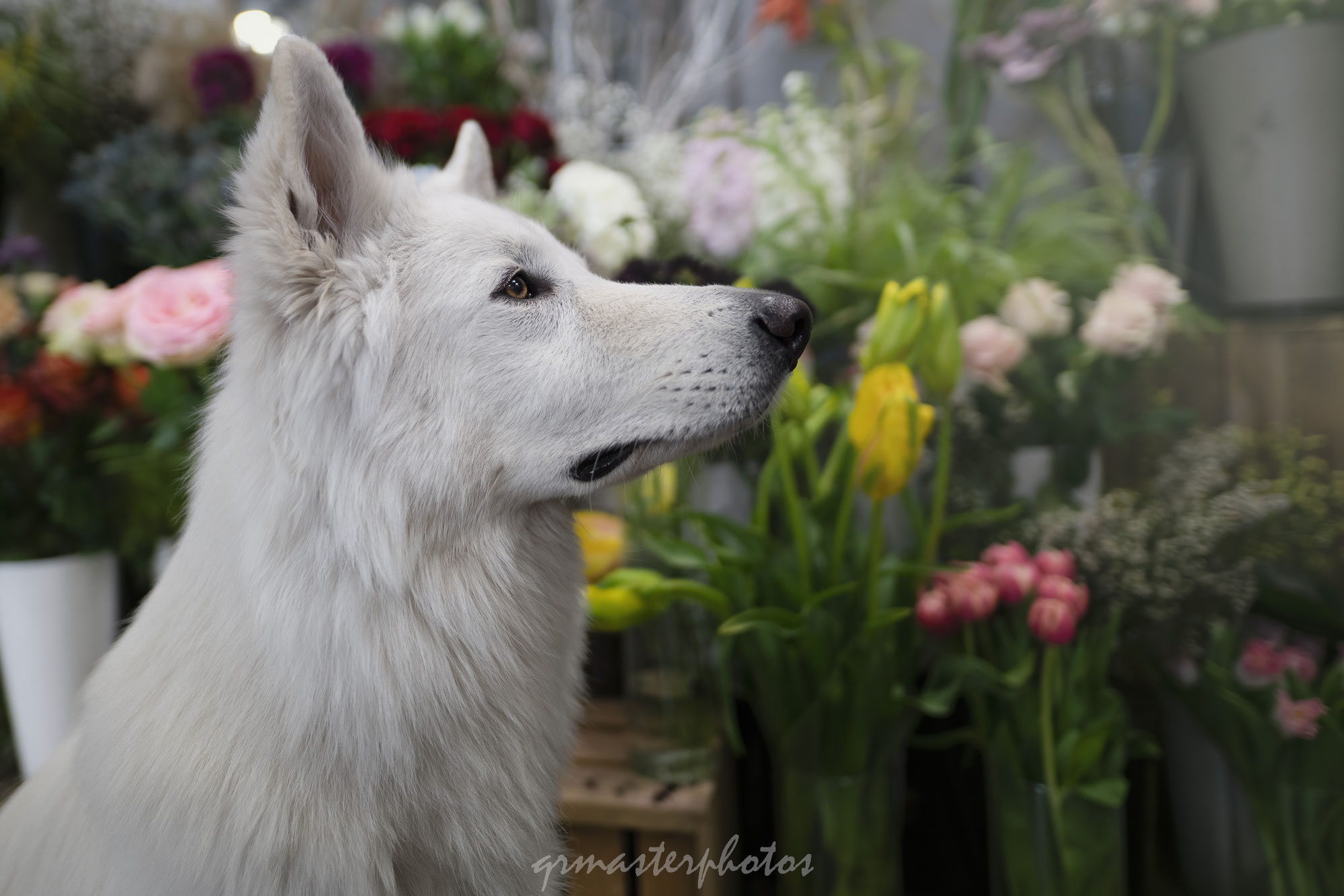 Fleurs et Berger Blanc Suisse
