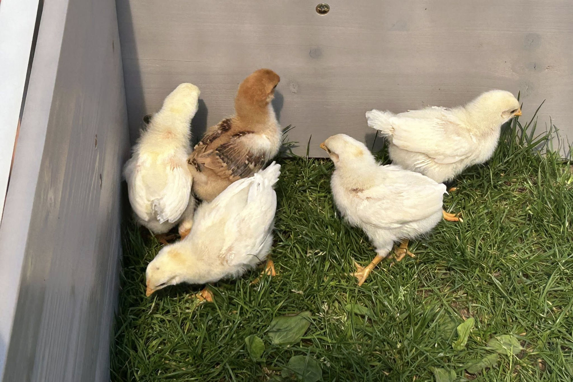 Thema Huhn & Co. - kleine Entdecker