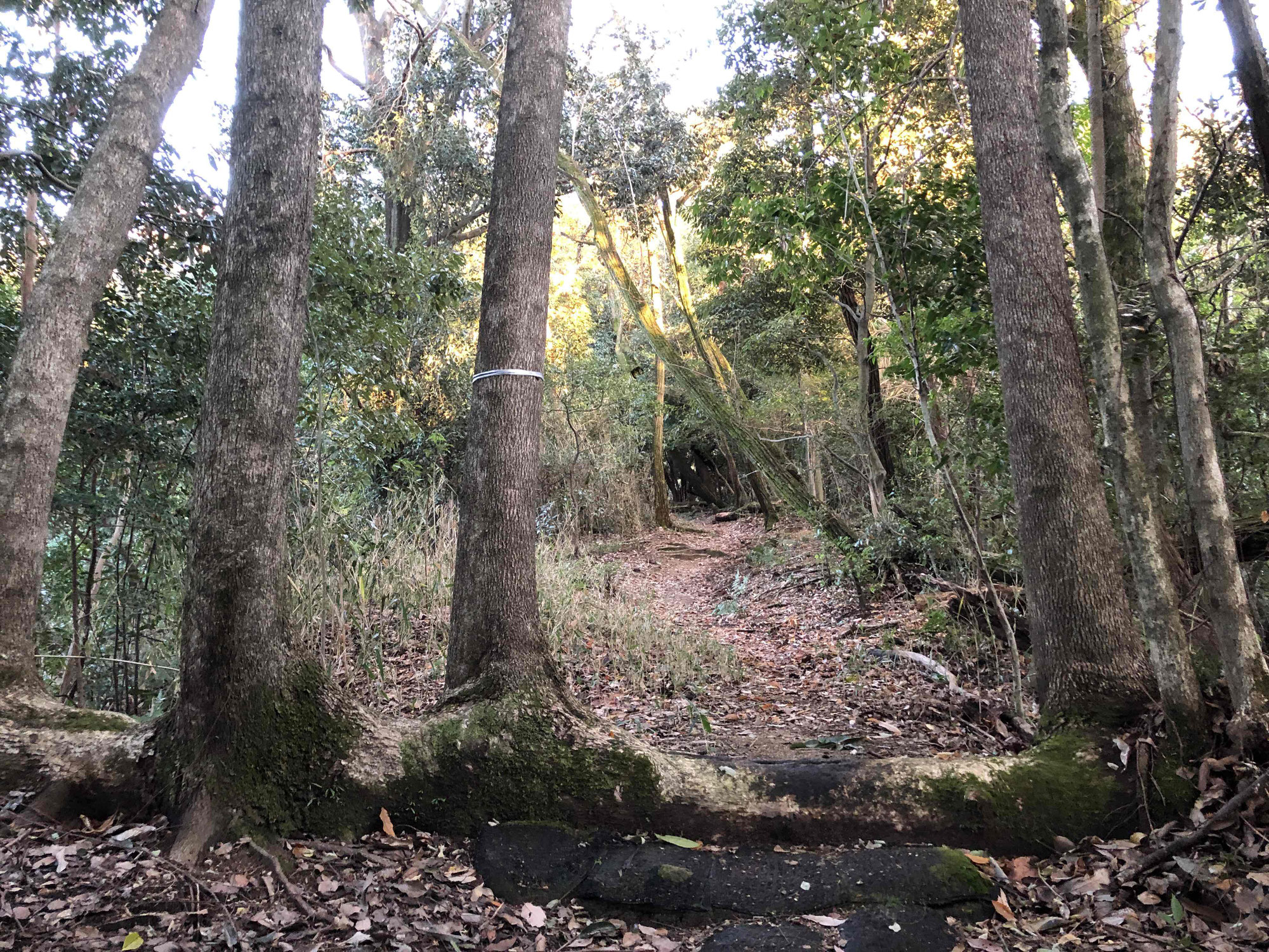 磐余邑（いわれ）と鵄邑（とび）