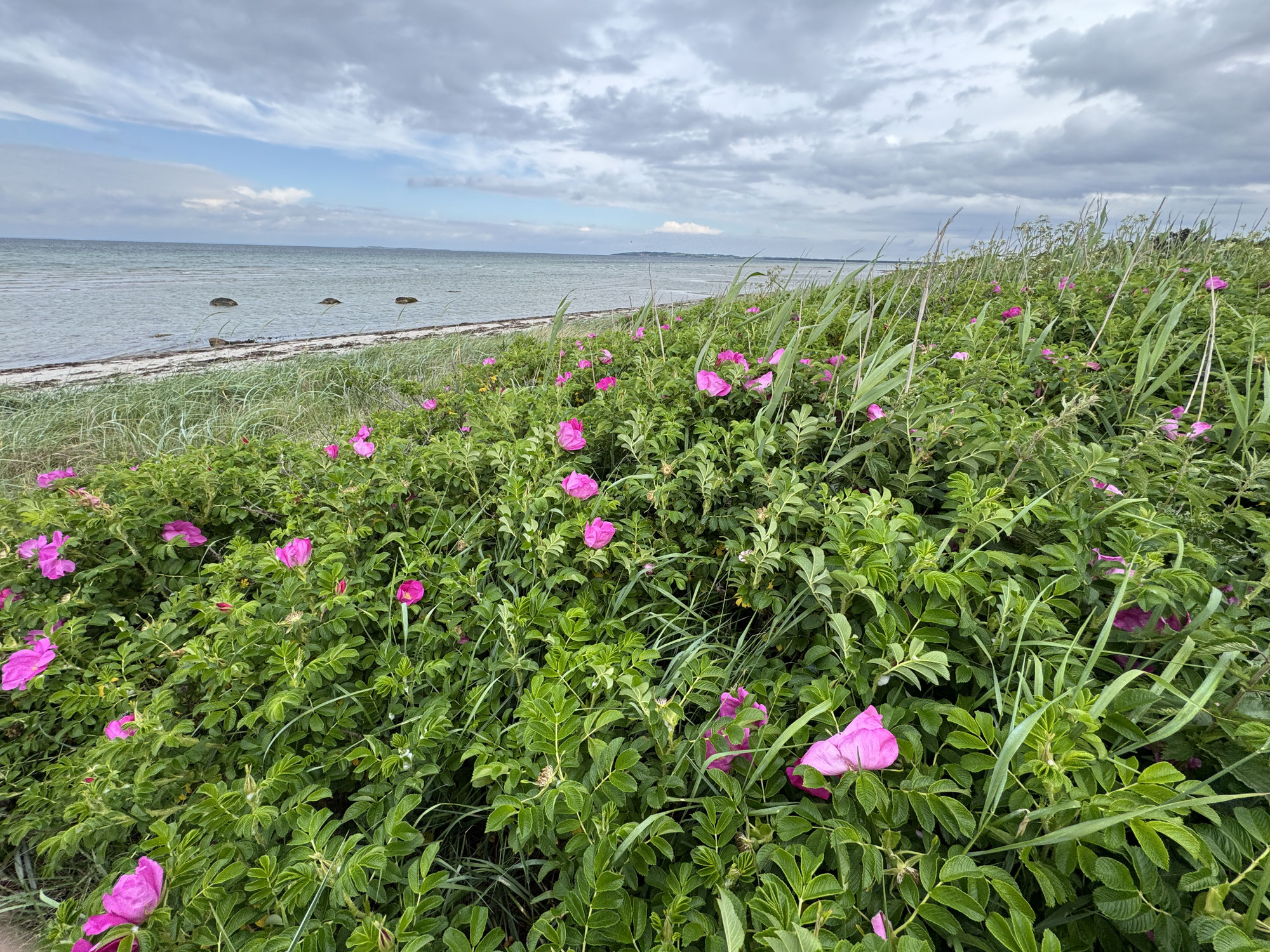 2. Etappe | Tag 4: Samsø - Das Lächeln einer Insel