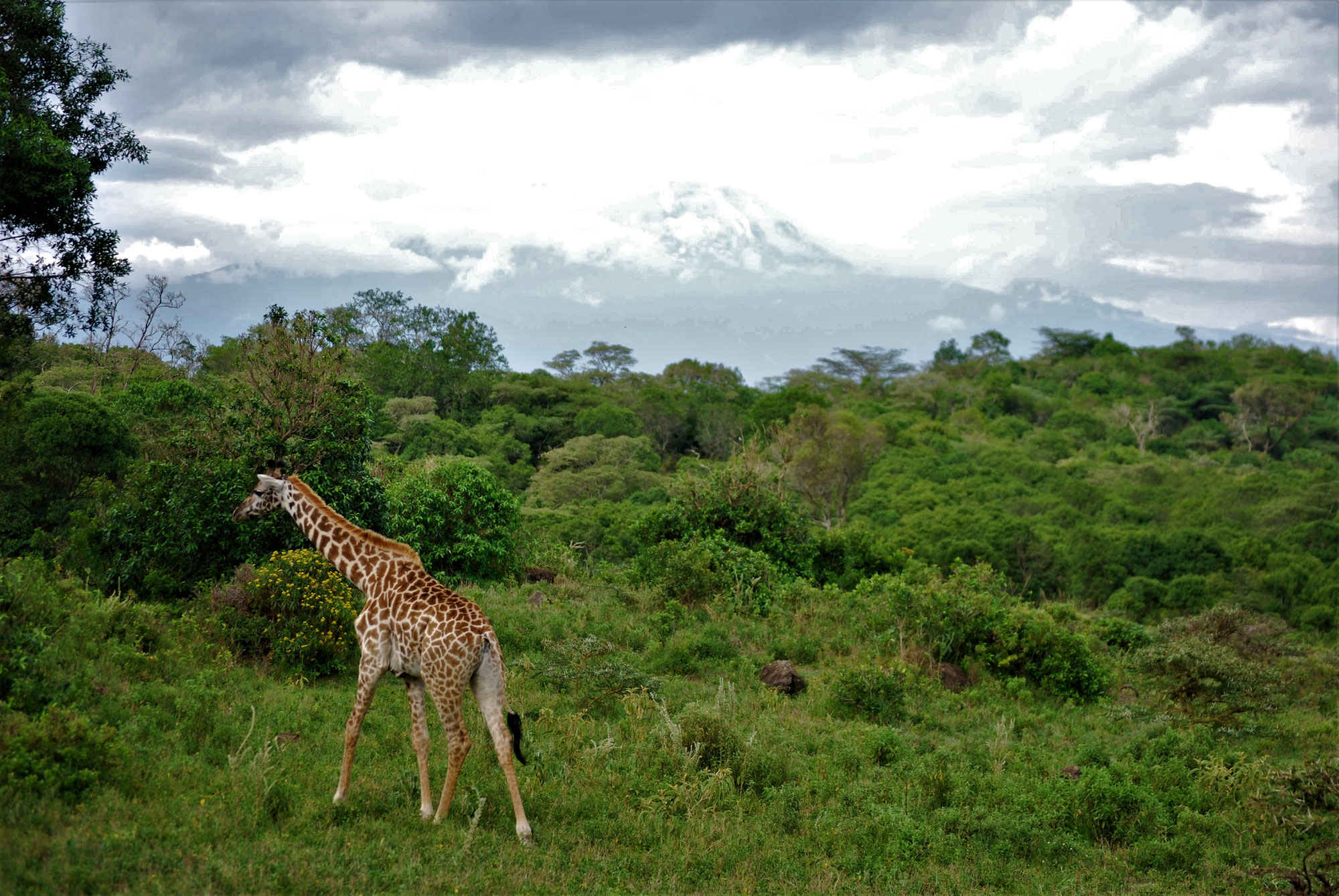 Der Arusha Nationalpark - Klein aber oho !